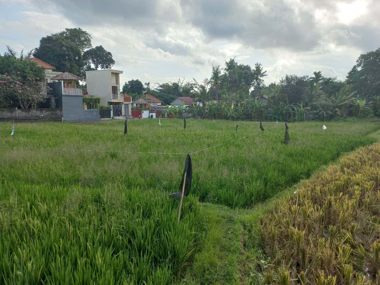 2000m2 leasehold land with ricefield 4