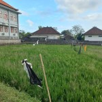 2000m2 leasehold land with ricefield 5