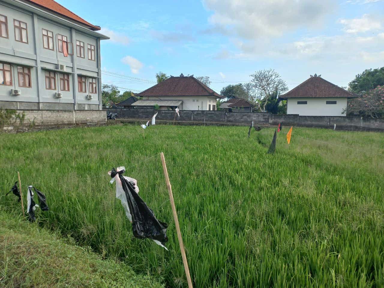 2000m2 leasehold land with ricefield 5