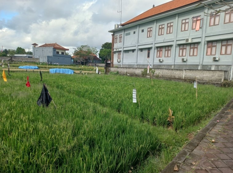 2000m2 leasehold land with ricefield 6
