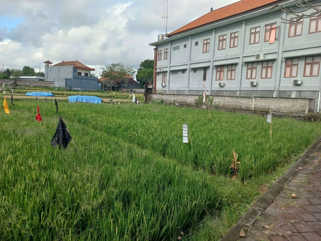 2000m2 leasehold land with ricefield 6