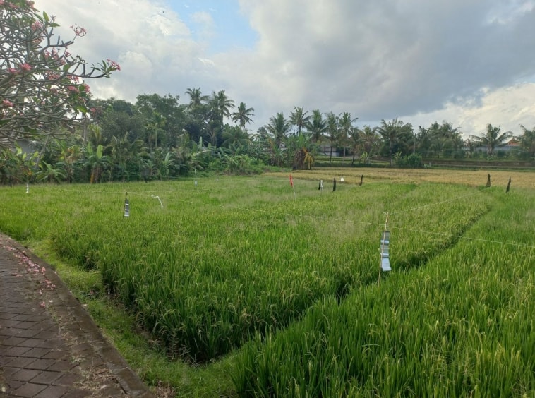 2000m2 leasehold land with ricefield 6
