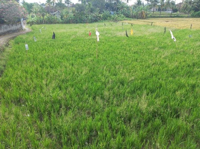 2000m2 leasehold land with ricefield 6