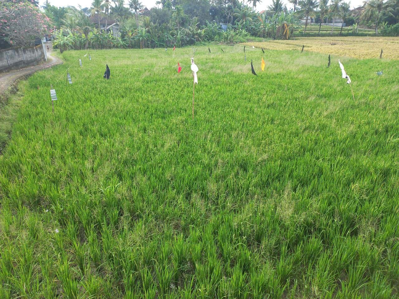 2000m2 leasehold land with ricefield 6