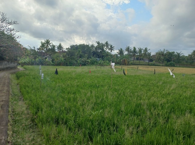 2000m2 leasehold land with ricefield 7