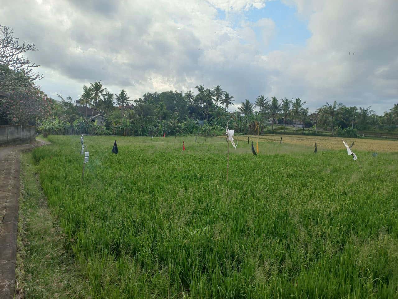 2000m2 leasehold land with ricefield 7