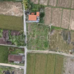 900m2 Stunning Land with Rice Field View In near Prime area Ubud 5