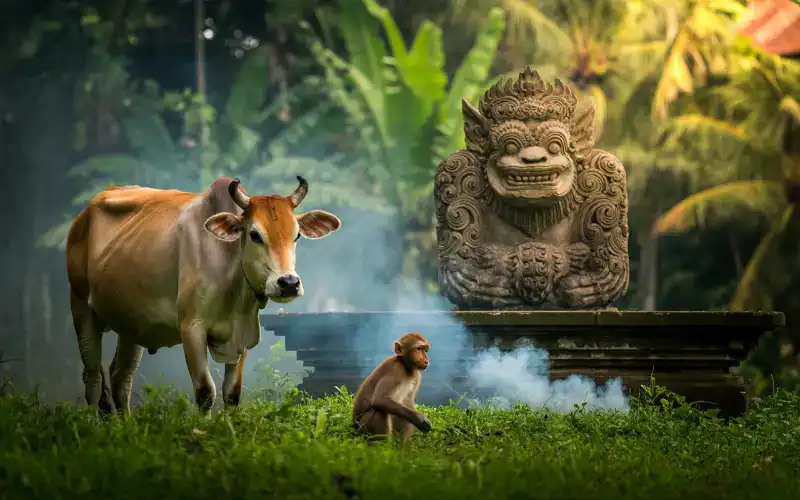 Animals in Bali