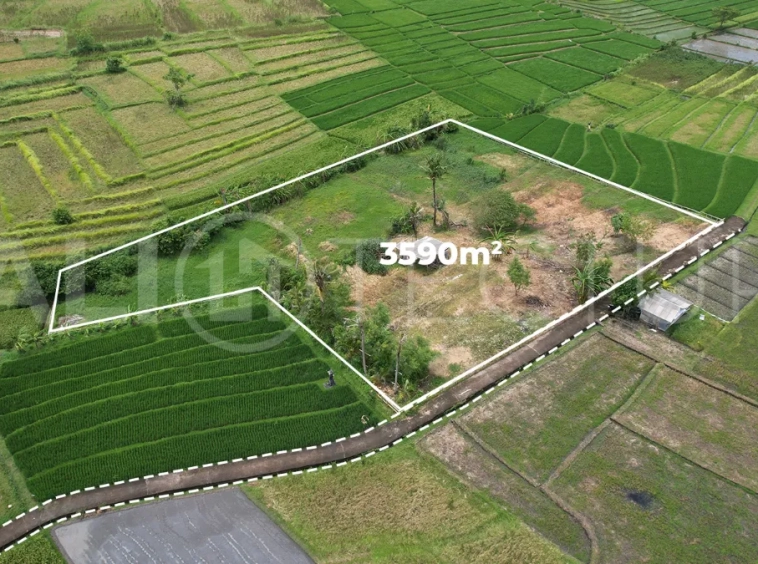 Ricefield-View-Land-for-Sale-near-Nyanyi-Beach-Bali-2