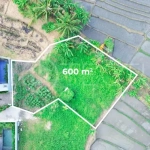 600 sqm Freehold Land with Rice Field View in Cemagi5